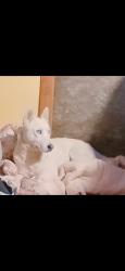 Lost Female Dog last seen Main St Milton freewater OR 97862, Milton-Freewater, OR 97862