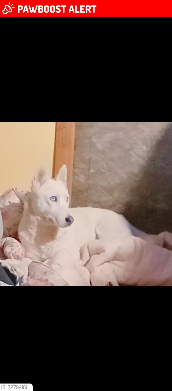 Lost Female Dog last seen Main St Milton freewater OR 97862, Milton-Freewater, OR 97862