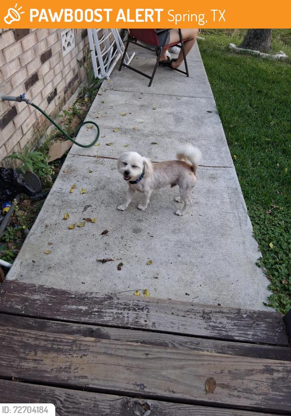 Found/Stray Male Dog last seen Kukendahl , Spring, TX 77389