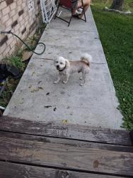 Found/Stray Male Dog last seen Kukendahl , Spring, TX 77389