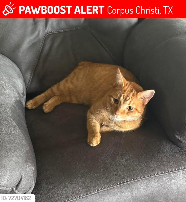 Lost Male Cat last seen Yorktown/Cimarron , Corpus Christi, TX 78414