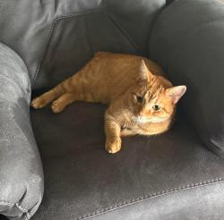 Lost Male Cat last seen Yorktown/Cimarron , Corpus Christi, TX 78414