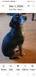 Lost Male Dog last seen Maplegrove st., La Puente, CA 91744
