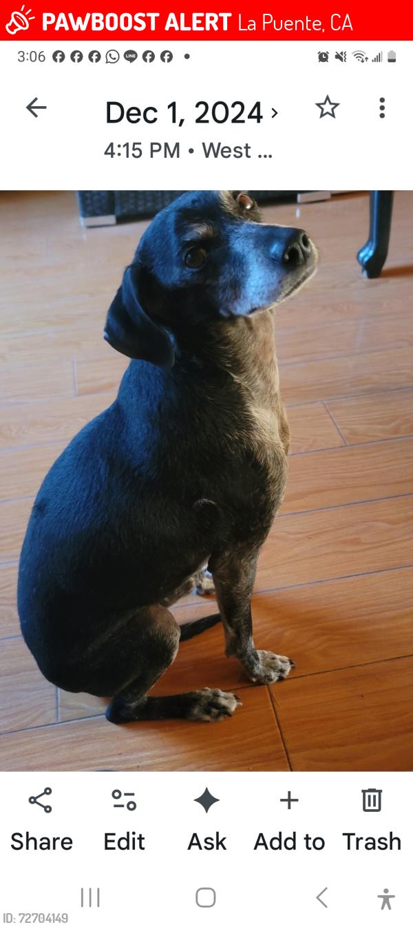 Lost Male Dog last seen Maplegrove st., La Puente, CA 91744
