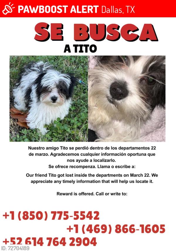Lost Male Dog last seen Chesterfield dr , Dallas, TX 75237