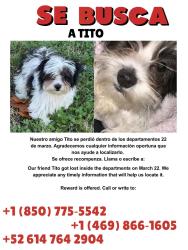 Lost Male Dog last seen Chesterfield dr , Dallas, TX 75237