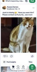 Lost Male Cat last seen Cecilia St.   and.    Richeon, Downey, CA 90241