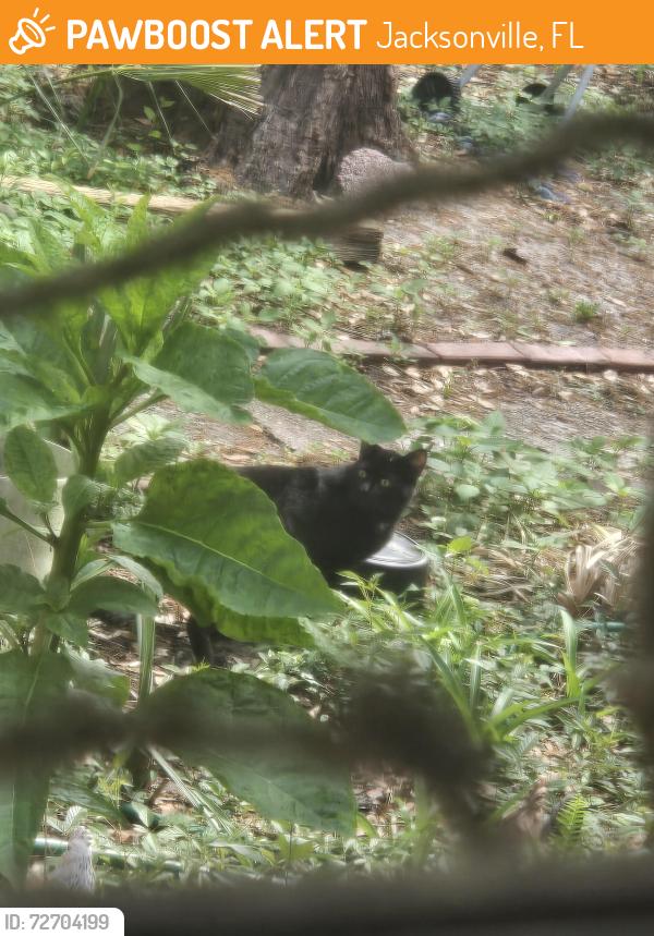 Found/Stray Unknown Cat last seen Red oak hollybay, Jacksonville, FL 32211