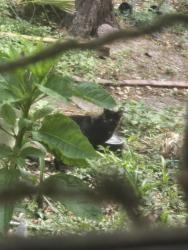 Found/Stray Unknown Cat last seen Red oak hollybay, Jacksonville, FL 32211