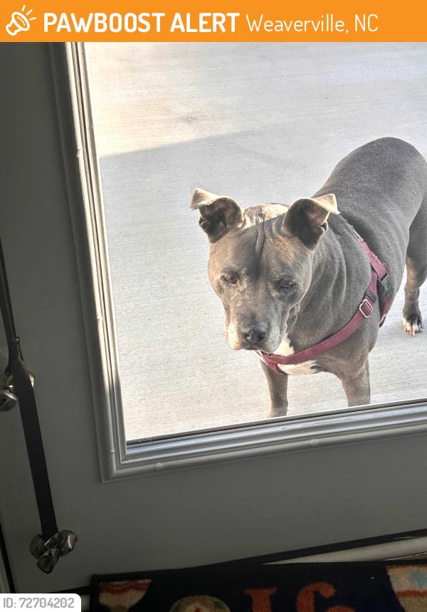 Found/Stray Male Dog last seen Sugg Trail & Pleasant Grove , Weaverville, NC 28787