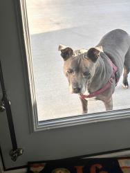 Found/Stray Male Dog last seen Sugg Trail & Pleasant Grove , Weaverville, NC 28787