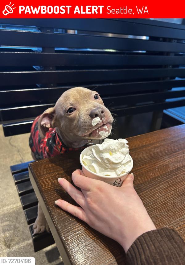 Lost Male Dog last seen Near pine street, Seattle, WA 98104