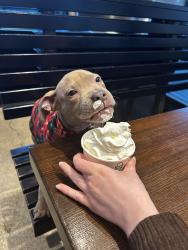 Lost Male Dog last seen Near pine street, Seattle, WA 98104