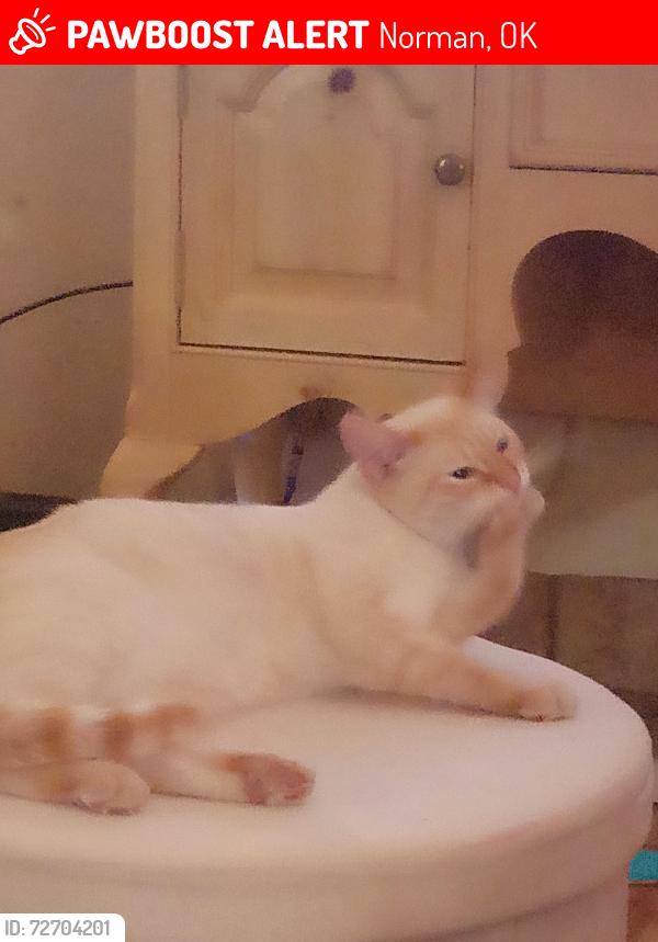 Lost Male Cat last seen Creighton and Dartmouth , Norman, OK 73071