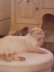 Lost Male Cat last seen Creighton and Dartmouth , Norman, OK 73071