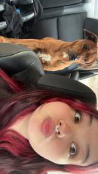 Lost Female Dog last seen Car farm rd, Lincolnton, NC 28092