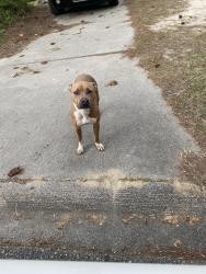 Found/Stray Male Dog last seen Wilson BLvd & Hard Scrabble , Columbia, SC 29211