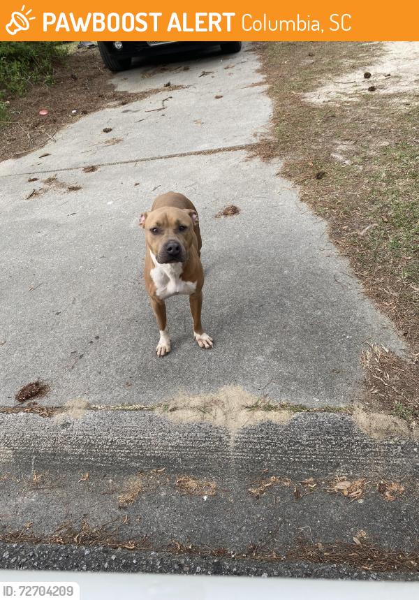 Found/Stray Male Dog last seen Wilson BLvd & Hard Scrabble , Columbia, SC 29211