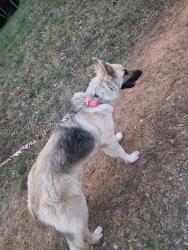 Found/Stray Female Dog last seen Kickapoo ave, Gastonia, NC 28056