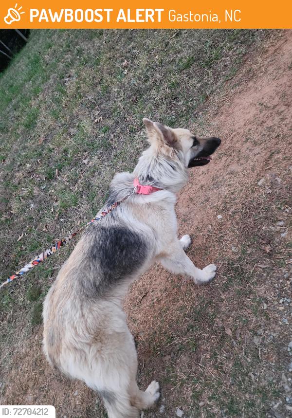 Found/Stray Female Dog last seen Kickapoo ave, Gastonia, NC 28056