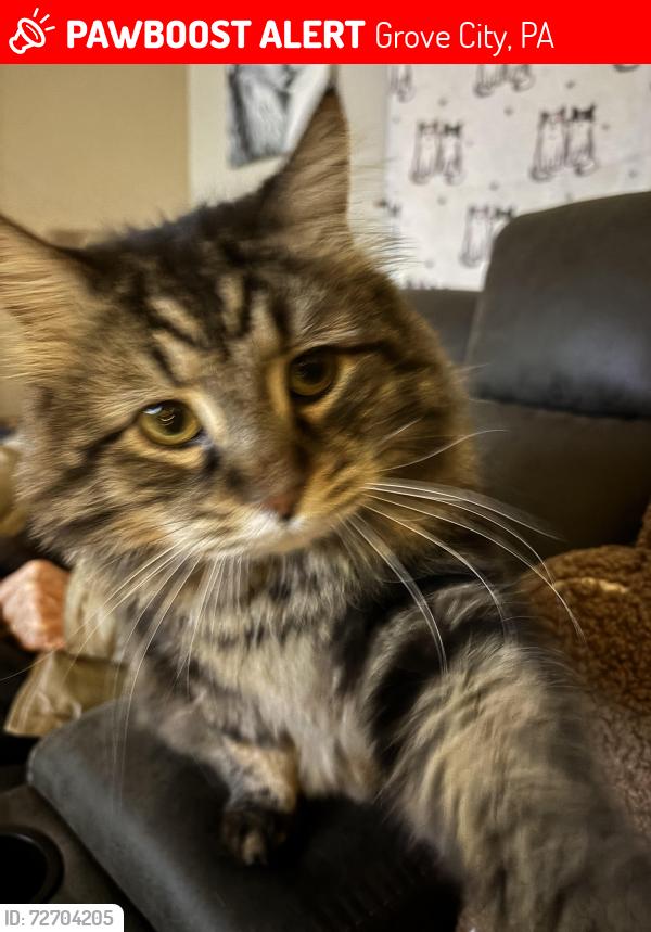 Lost Male Cat last seen Superior Street, Grove City, PA 16127