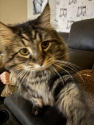 Lost Male Cat last seen Superior Street, Grove City, PA 16127