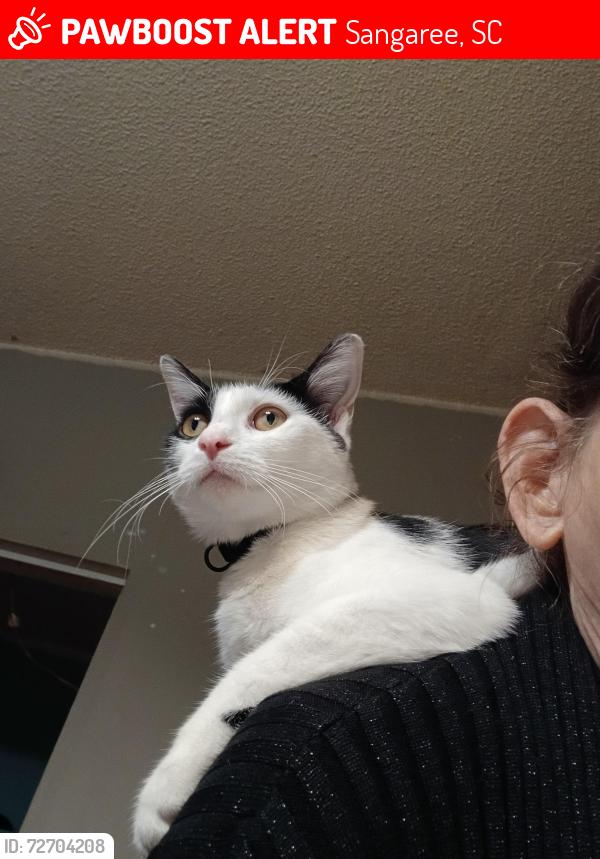 Lost Female Cat last seen Main St and I26, Sangaree, SC 29486