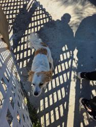 Found/Stray Unknown Dog last seen Cedar and 10th, Bloomington, CA 92316