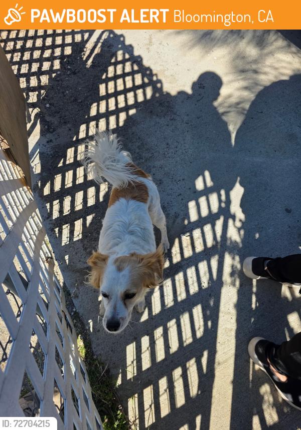Found/Stray Unknown Dog last seen Cedar and 10th, Bloomington, CA 92316