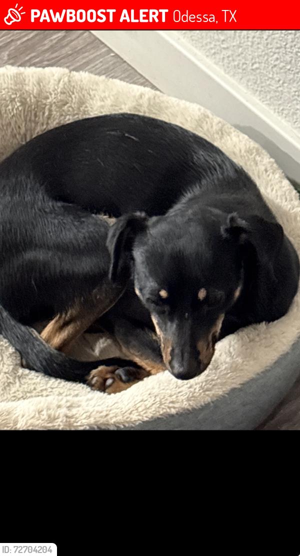 Lost Female Dog last seen East university , Odessa, TX 79762