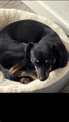 Lost Female Dog last seen East university , Odessa, TX 79762