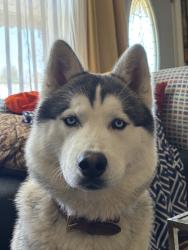 Lost Male Dog last seen Almond street, Winston-Salem, NC 27127