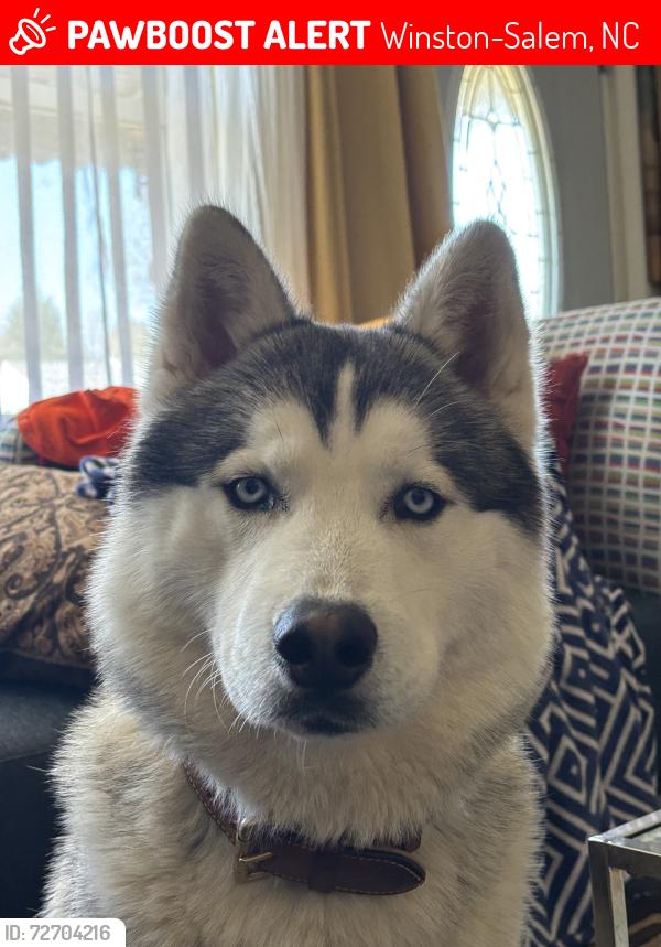 Lost Male Dog last seen Almond street, Winston-Salem, NC 27127