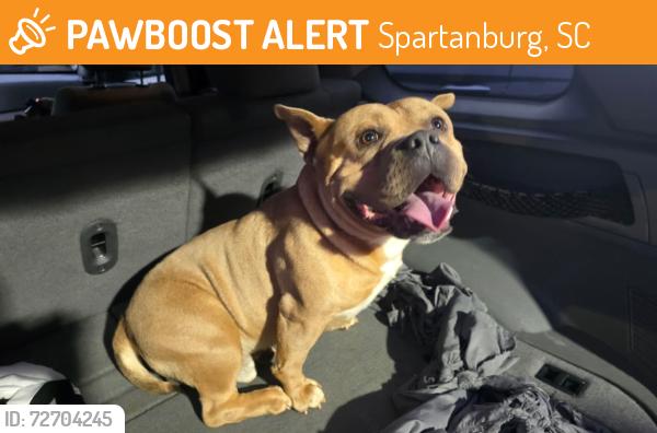 Found/Stray Male Dog last seen Redville rd, Spartanburg, SC 29301