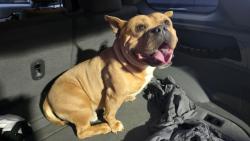Found/Stray Male Dog last seen Redville rd, Spartanburg, SC 29301