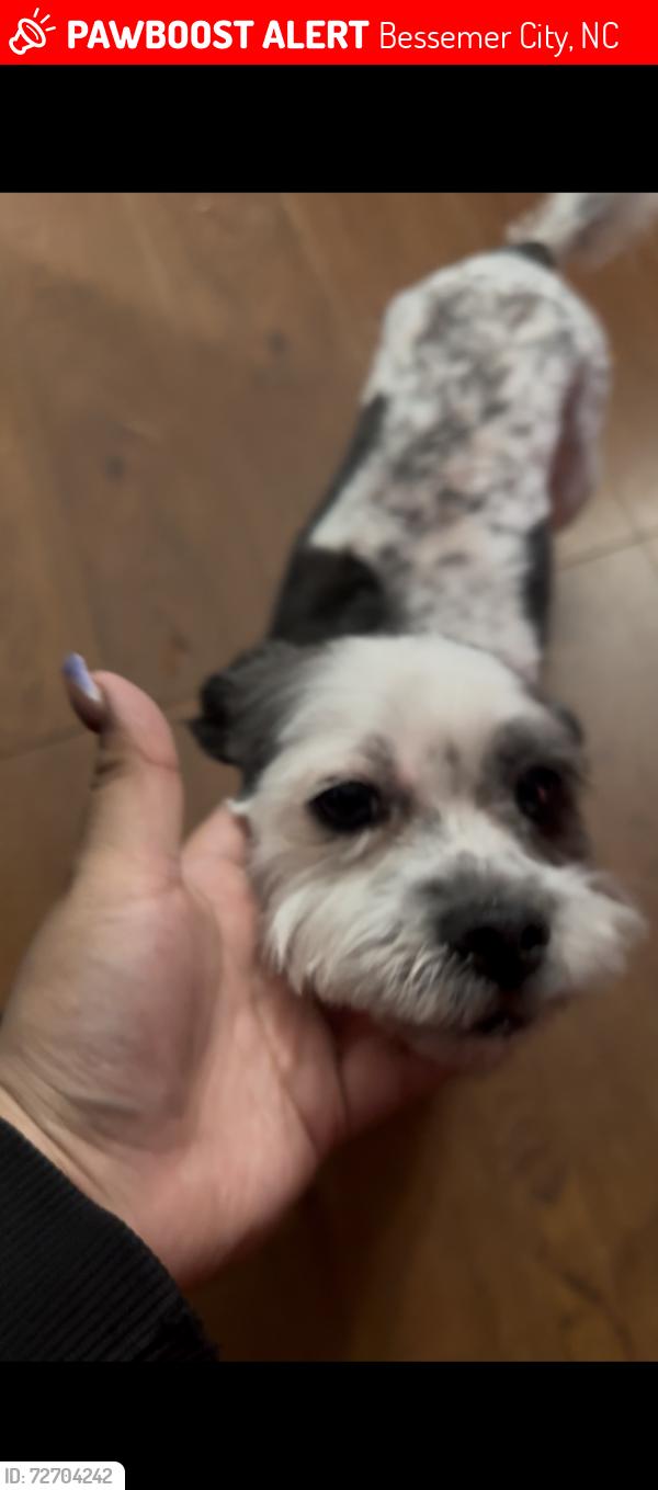 Lost Male Dog last seen CVS Bessemer city, Bessemer City, NC 28016