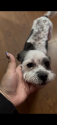 Lost Male Dog last seen CVS Bessemer city, Bessemer City, NC 28016