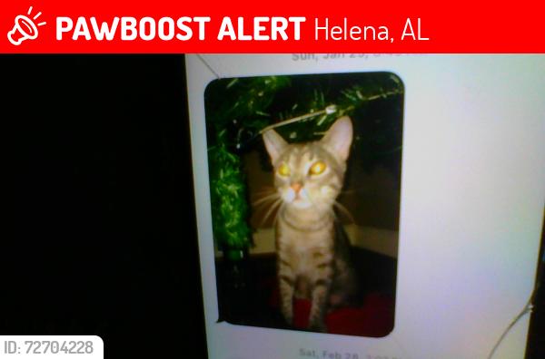 Lost Male Cat last seen The school for amazing kids by the circle k, Helena, AL 35080