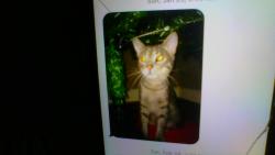 Lost Male Cat last seen The school for amazing kids by the circle k, Helena, AL 35080