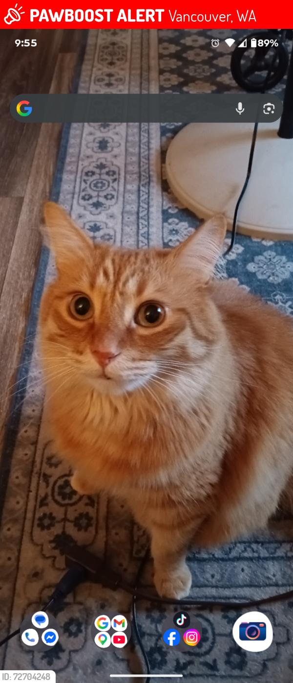 Lost Male Cat last seen Brandt and 4thplain vancouver,wa, Vancouver, WA 98661