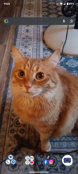 Lost Male Cat last seen Brandt and 4thplain vancouver,wa, Vancouver, WA 98661