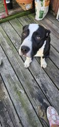 Found/Stray Female Dog last seen Corner of Southern Pines Dr and Palm Dr., Columbus, GA 31907