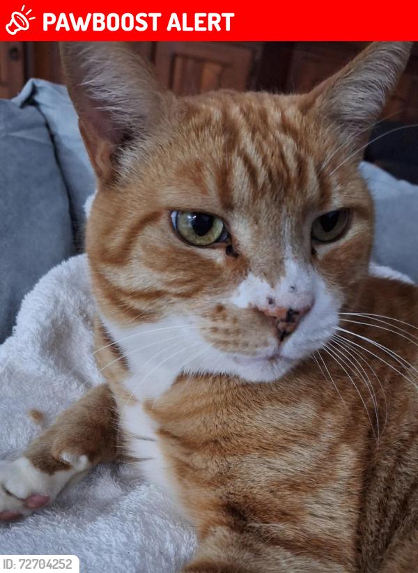 Lost Male Cat last seen Mellor Place, Bonnyrigg Heights, NSW 2177