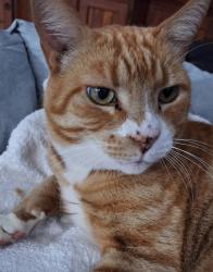 Lost Male Cat last seen Mellor Place, Bonnyrigg Heights, NSW 2177