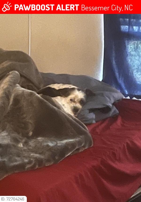 Lost Male Dog last seen Near baseball park, Bessemer City, NC 28016