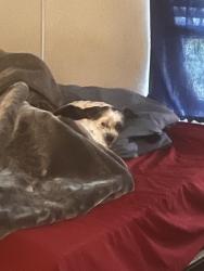 Lost Male Dog last seen Near baseball park , Bessemer City, NC 28016