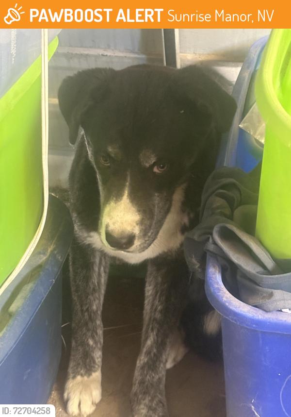 Found/Stray Unknown Dog last seen Christy lane and Mabel rd, Sunrise Manor, NV 89142