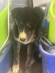 Found/Stray Unknown Dog last seen Christy lane and Mabel rd, Sunrise Manor, NV 89142