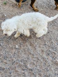 Found/Stray Unknown Dog last seen Pacifica and Santa Cruz , Los Lunas, NM 87031
