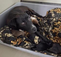 Shelter Stray Female Dog last seen Near BUENA VISTA BLVD, ARVIN CA 93203, Bakersfield, CA 93308
